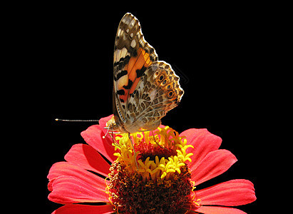 花上蝴蝶环境红色翅膀昆虫动物群女士黑色图片