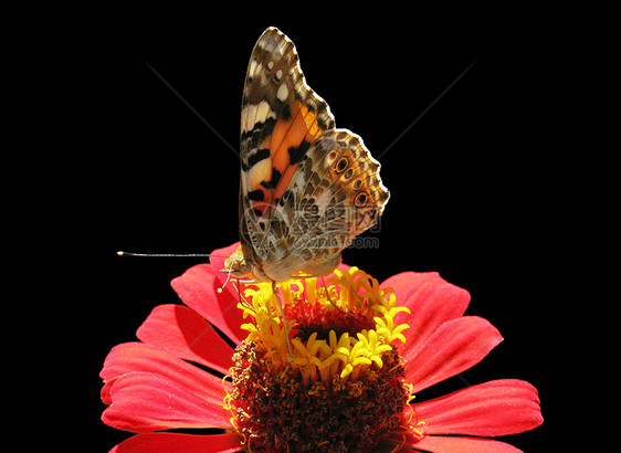 花上蝴蝶环境红色翅膀昆虫动物群女士黑色图片
