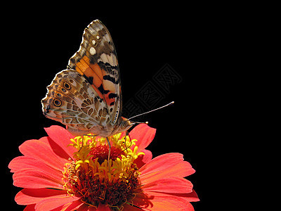 花上蝴蝶翅膀环境动物群昆虫女士红色黑色图片