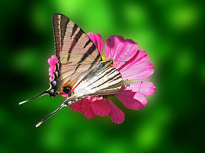 蝴蝶动物生活花园红色翅膀宏观紫色绿色昆虫动物群图片