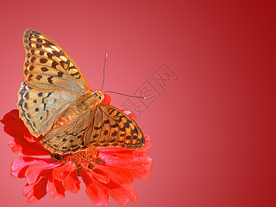 花上蝴蝶环境红色棕色翅膀动物群昆虫紫色图片