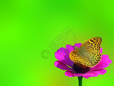 夏季背景翅膀红色花园蝴蝶动物群环境昆虫紫色植物群棕色图片