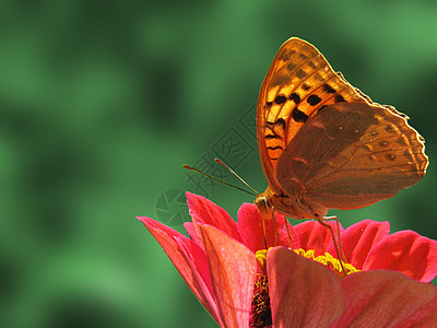 花上蝴蝶翅膀花园动物群紫色红色昆虫棕色植物群环境图片