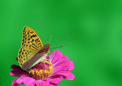 花上蝴蝶植物群红色紫色昆虫翅膀环境动物群花园棕色图片