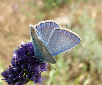 蓝蝴蝶动物野生动物植物昆虫环境保护和平绿色植物群环境草地图片