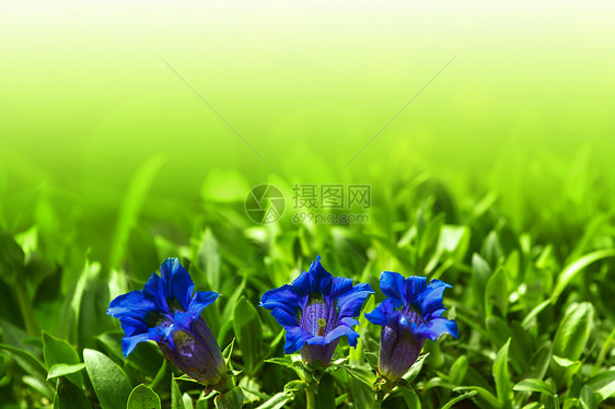 花园中蓝春花朵的花朵高地资产植物群植物学荒野保护背景宏观远足文化图片