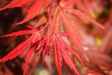 天然天然红色红树叶背景花园环境植物群树叶活力阳光植物生态森林叶子图片