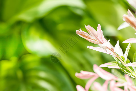 绿色背景模糊的夏月植物桌面边界黄色卡片墙纸明信片花园美味框架白色图片