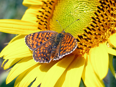 向日葵上的蝴蝶环境保护花瓣黄色野生动物和平动物昆虫场地植物群色狼图片
