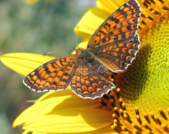 向日葵上的蝴蝶荒野环境保护植物群和平生物学昆虫黄色绿色色狼花瓣图片