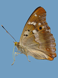 蝴蝶环境保护动物野生动物昆虫场地翅膀荒野季节航班草地图片