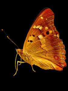 金金蝴蝶航班环境保护动物草地荒野野生动物翅膀昆虫动物群金子图片