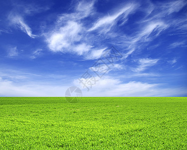 字段植物牧场草地地平线场地农业农场乡村远景天气图片