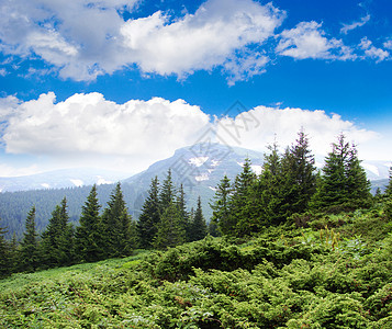 森林树木荒野植物宗教空地辐射阳光精神风景林地图片