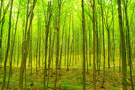 森林绿色宏观树木生长环境植物叶子树叶图片
