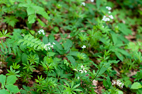 Woodruffe白花花草本植物地毯民众叶子地面香味荒野森林植物学星星图片