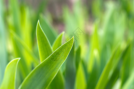 草草地绿色植物草原绿色院子草皮投标绿化植物群活力图片