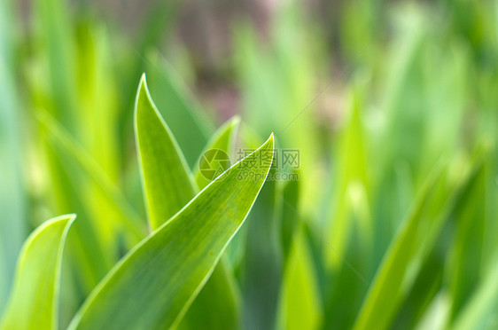 草草地绿色植物草原绿色院子草皮投标绿化植物群活力图片