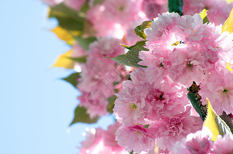 樱花花绿色白色季节性花瓣图片