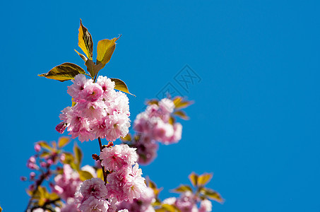 樱花花白色绿色花瓣季节性图片