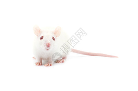 大鼠白色红色好奇心宠物哺乳动物老鼠实验室害虫尾巴毛皮图片