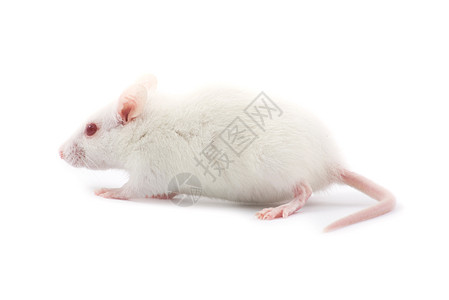 白老鼠实验室害虫哺乳动物毛皮实验红色宠物老鼠好奇心白色图片
