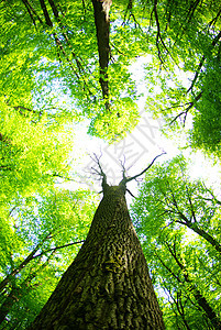 森林树木宏观叶子环境树叶绿色生长植物图片