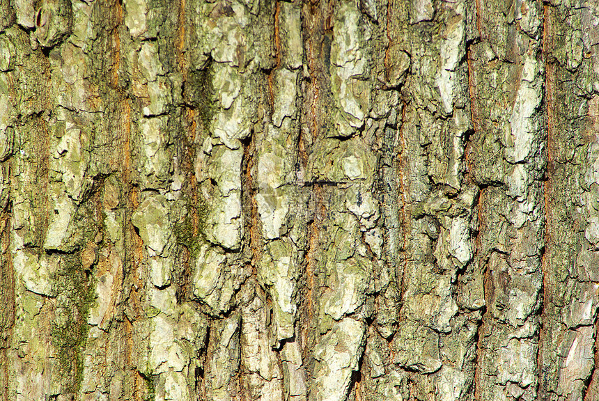 粗木材力量季节松树阴影生物学皮层橡木木头森林图片