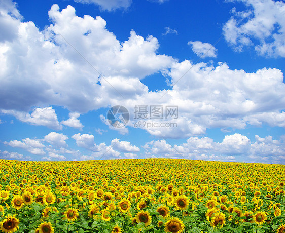 向向向外字段乡村植物天空黄色场地种植园晴天国家活力草地图片