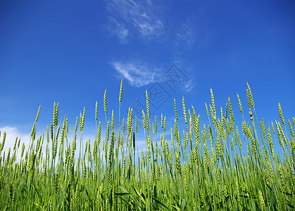 小麦田天空农民种子生产生长绿色玉米农场小麦收成图片