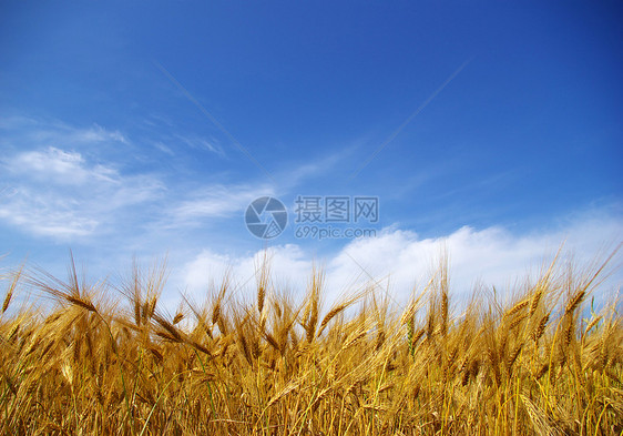 小麦田收割机面粉场地大麦玉米天空晴天蓝色小麦粮食图片