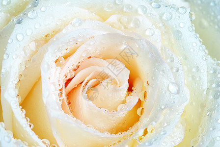 白玫瑰花宏观液体水分生长飞沫玫瑰叶子环境花瓣图片
