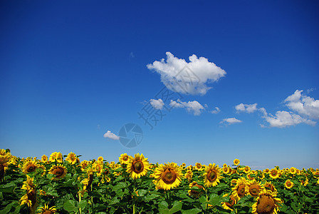 风景草地种植园乡村农场晴天向日葵蓝色植物文化地球图片