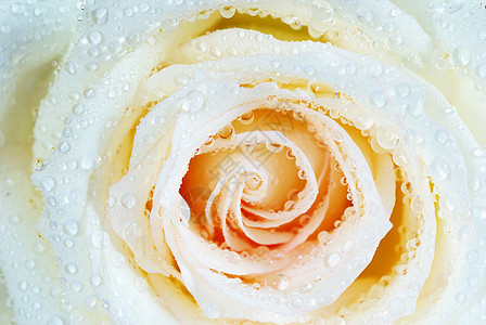 白玫瑰花玫瑰环境叶子花瓣水分生长液体宏观飞沫图片