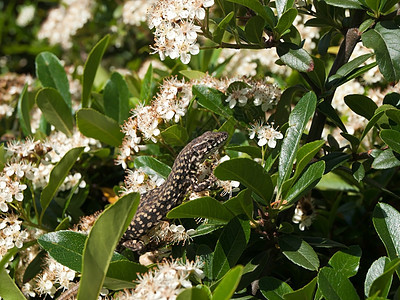 蜥蜴气候壁虎森林花朵宏观环境绿色隐藏叶子热带图片