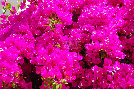 布加维亚花瓣花园绿色植物群植物红色旅行白色建筑学热带图片