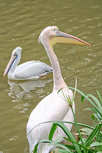 动物园里的粉粉小鸟棕色眼睛荒野翅膀白色野生动物恋人航班粉色图片