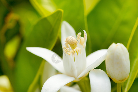 在授粉中春花柳橙花场地收成叶子果园生产农场植物食物花园生长图片