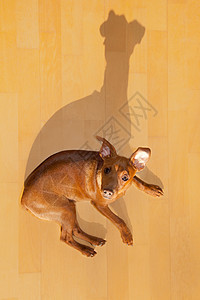 蒙着影子躺在木地板上的小狗小皮条手哺乳动物说谎身体动物犬类地面魅力宠物别针木头图片