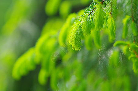 叶子植物群树木生活生长植物分支机构植物学天空宏观花园图片