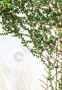 白墙上的绿色爬行植物叶子小路爬行者季节植物群植物学框架花园装饰品生长图片