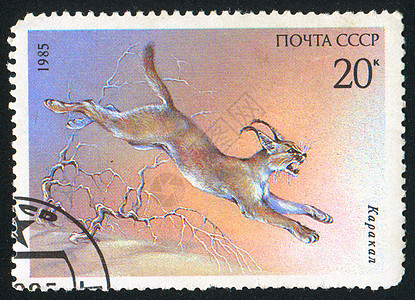 克拉皮毛动物群环境野生动物明信片动物尾巴眼睛生物学哺乳动物图片