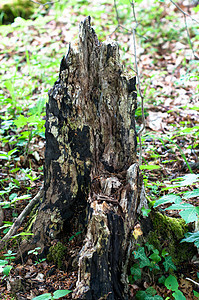 详细细节荒野风化硬木粮食木材苔藓白蚁裂缝树干木头图片