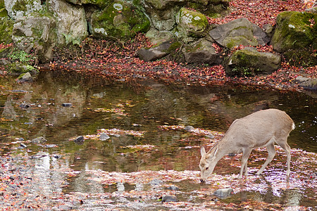 飞奔的鹿秋季的Sika鹿类饮用水吸引力荒野橙子梅花鹿野生动物草地哺乳动物公园寺庙树叶背景