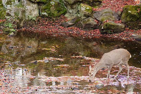 秋季的Sika鹿类饮用水吸引力荒野橙子梅花鹿野生动物草地哺乳动物公园寺庙树叶图片