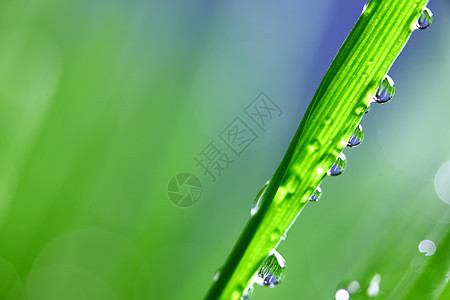 大水滴液体雨滴反射草地气候阳光叶子背景草本植物植物图片