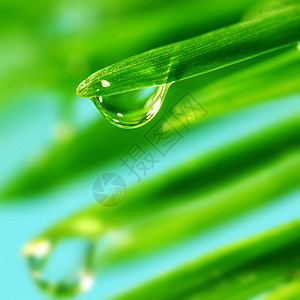 大水滴反射树叶宏观气候草本植物生长阳光草地花园植物图片