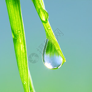 大水滴反射宏观气候植物草地草本植物阳光花园生长树叶图片