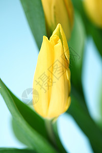 黄色郁金香植物脆弱性花束花园婚礼快乐叶子花瓣横幅礼物图片