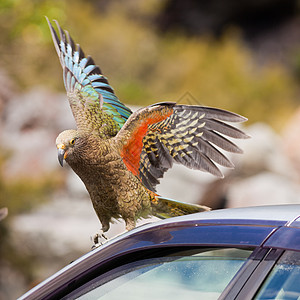 NZ高山鹦鹉Kea试图破坏一辆汽车旅行野生动物动物破坏者橡皮荒野羽毛玻璃鹦鹉濒危图片